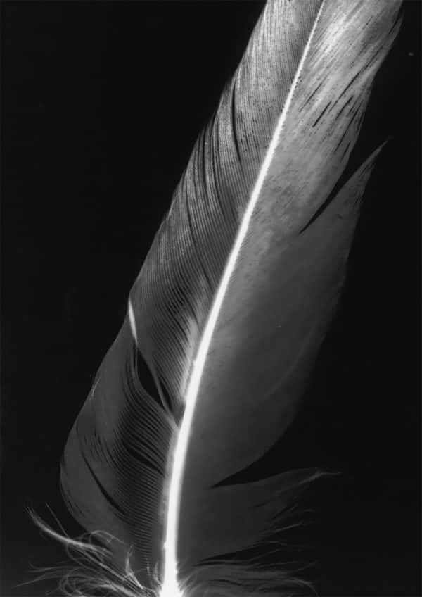 Ed Back - black and grey image of a feather with high contrast