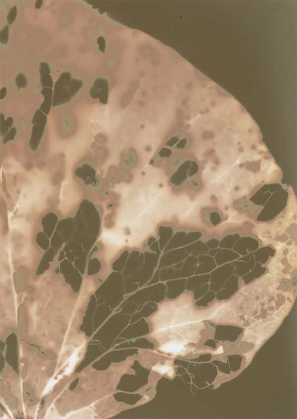 Ed Back - A cyanotype image of a leaf with holes