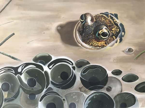 Jay Manchand - Painted frog emerging from beneath the surface of the water