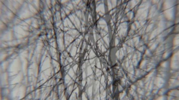Jayne Bushell - Distorted image of leafless trees