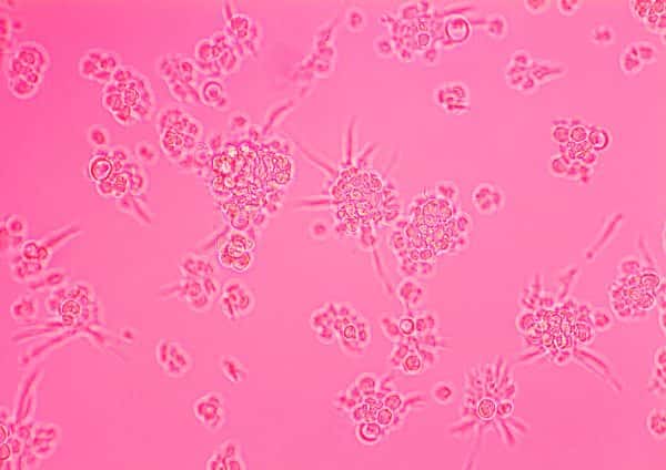 Leo White - Cells under a microscope on pink background