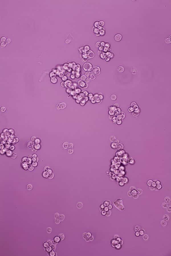 Leo White - Cells under a microscope on purple background