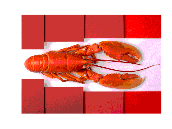 Jonathan Charlton - Image of a lobster on a white background with a red square broder